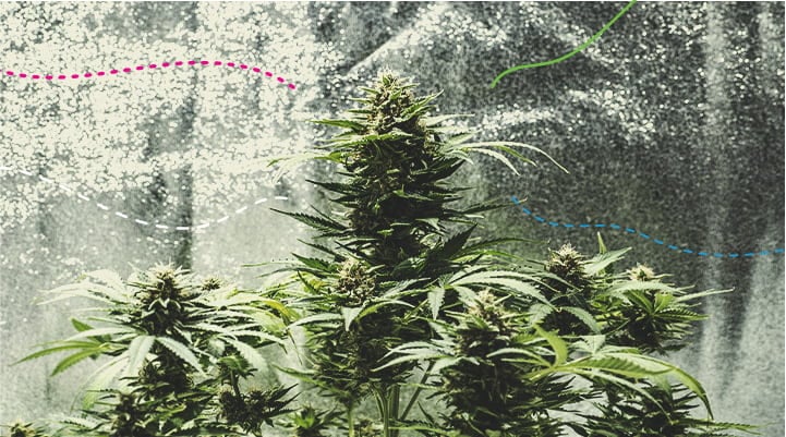 RQS Nutrients: The Best Fertilisers For Cannabis - RQS Blog